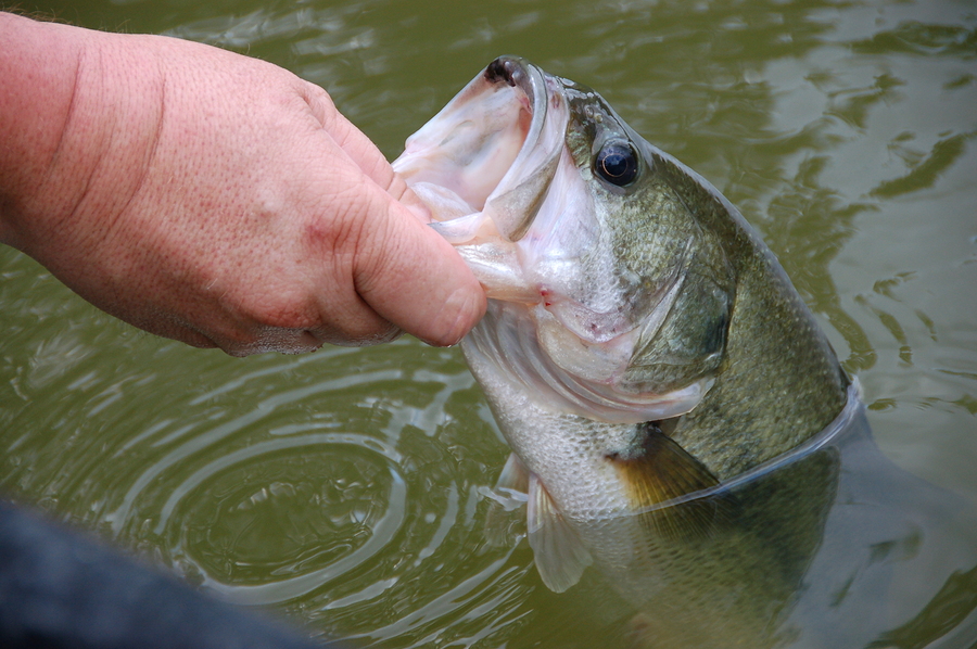 fisherman holding  large mouth bass for release closeup